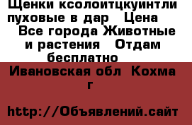 Щенки ксолоитцкуинтли пуховые в дар › Цена ­ 1 - Все города Животные и растения » Отдам бесплатно   . Ивановская обл.,Кохма г.
